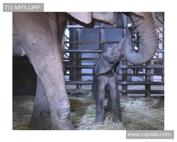 2017年梦想与神秘人交织的奇幻旅程探索与启示